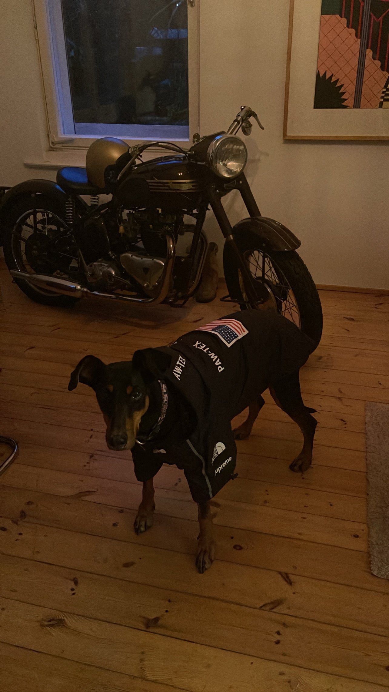 Wasserdichte Hundejacke mit Kapuze „Space Edition“