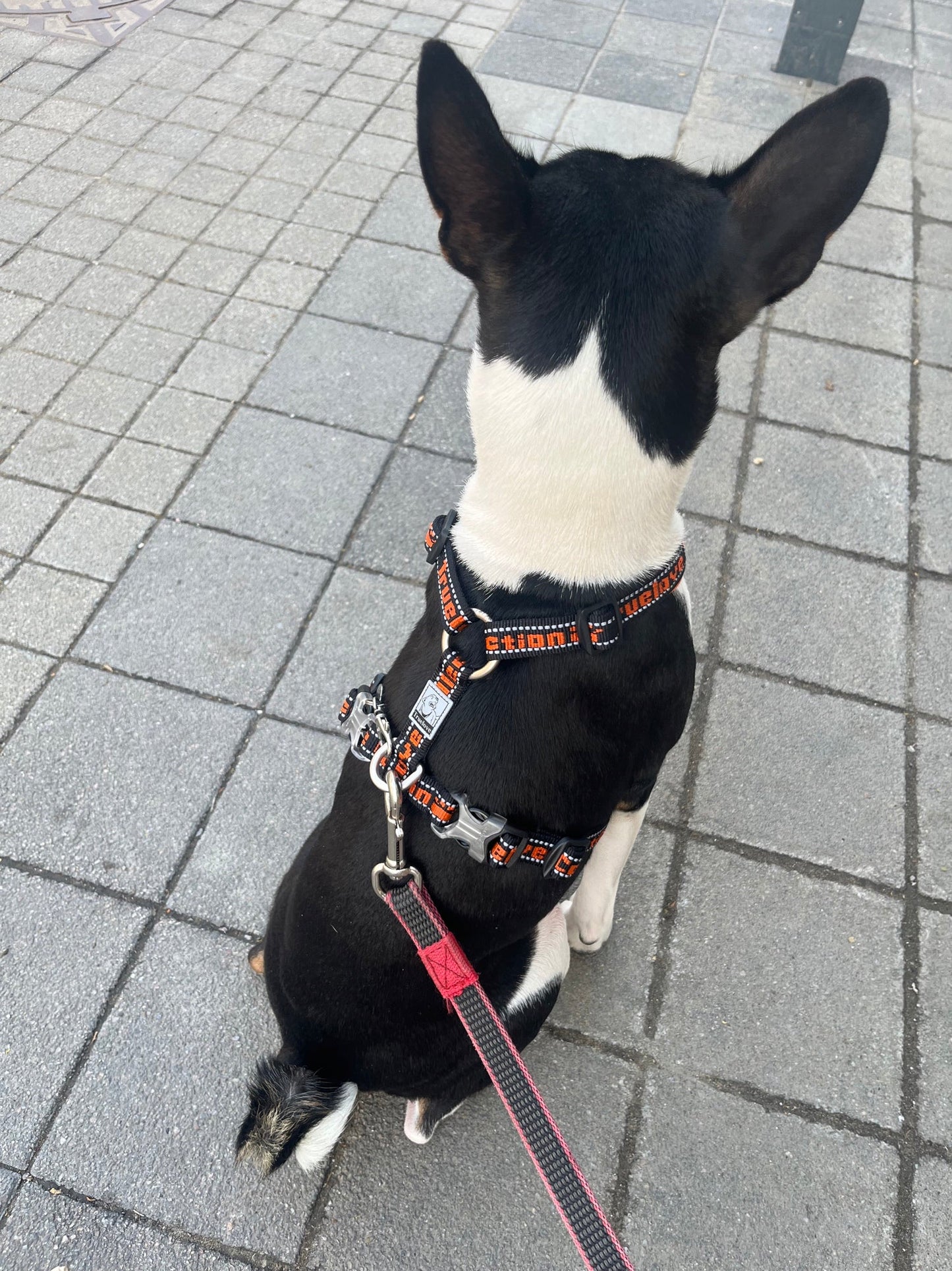 "TRUE LOVE COLLECTION" Sportliches Hundegeschirr
