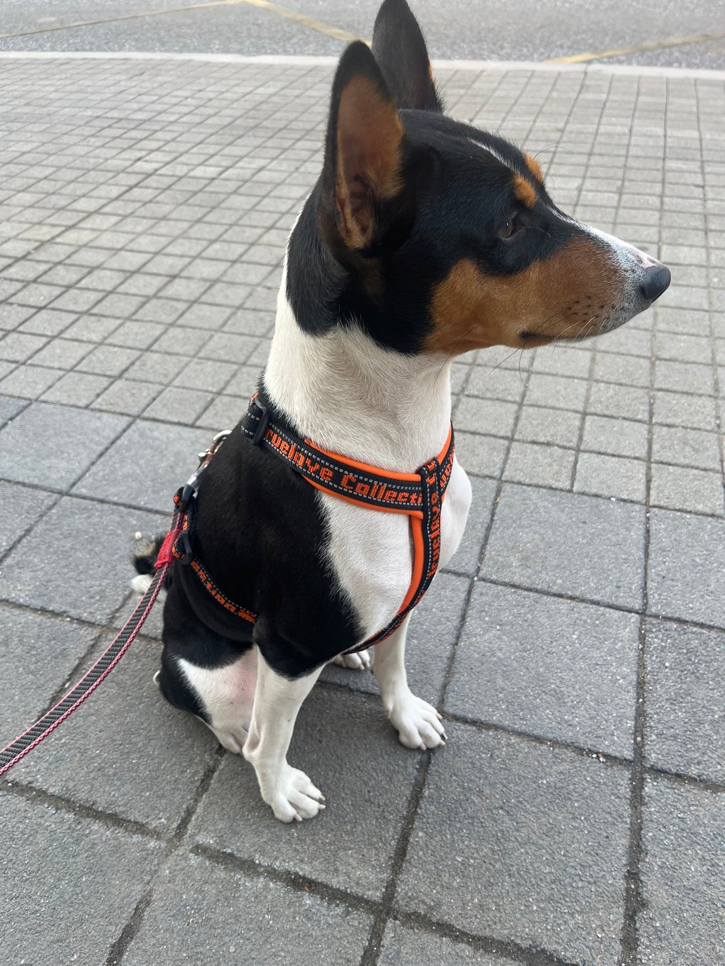 "TRUE LOVE COLLECTION" Sportliches Hundegeschirr