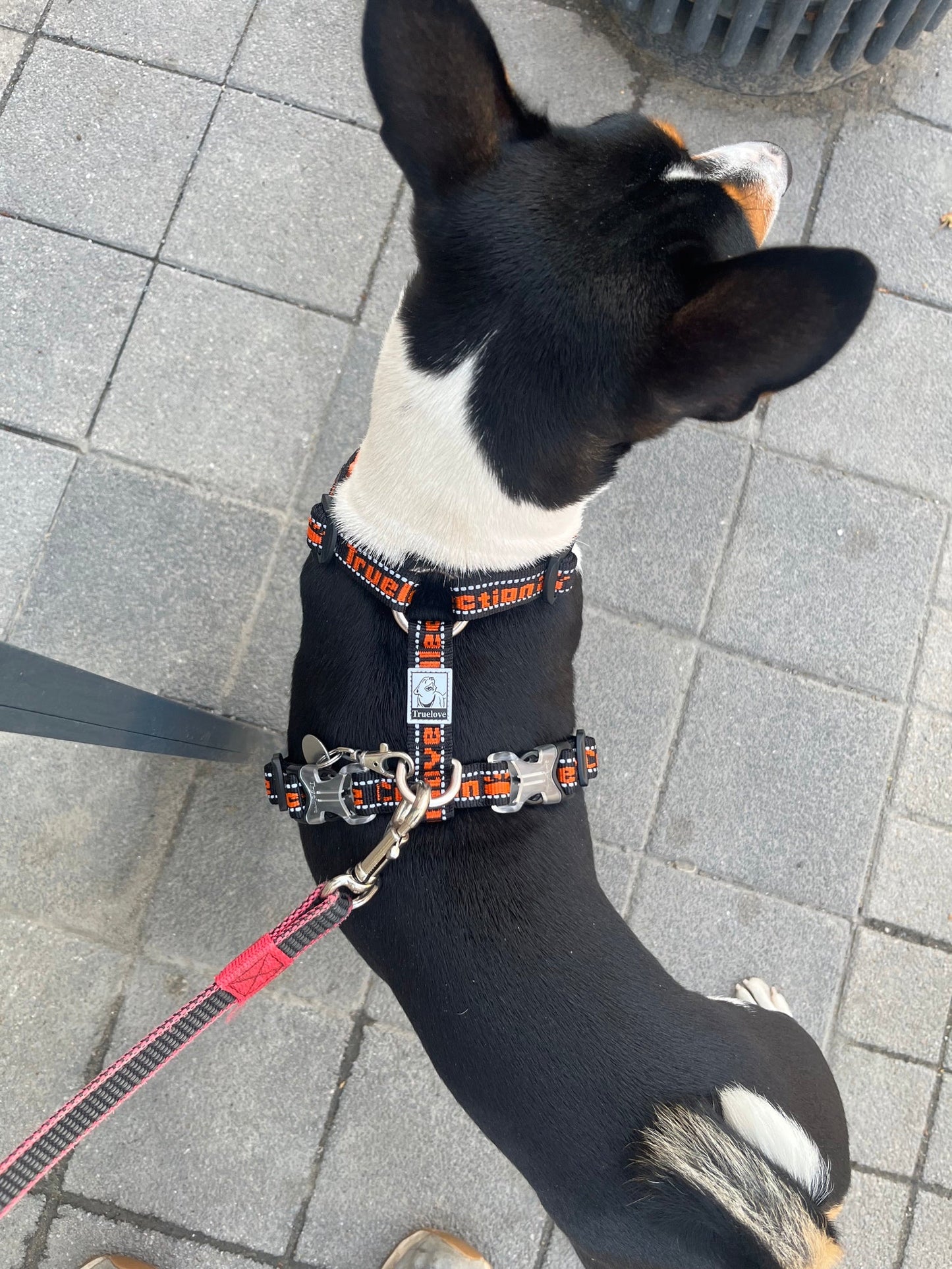 "TRUE LOVE COLLECTION" Sportliches Hundegeschirr
