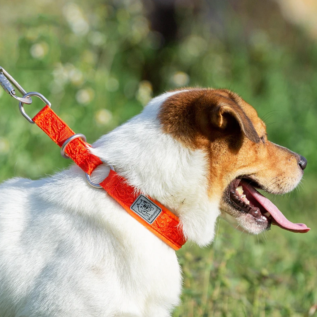 Hundehalsband Cordura - Komfort & Stil vereint