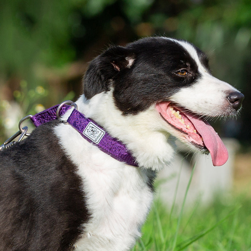 Hundehalsband Cordura - Komfort & Stil vereint