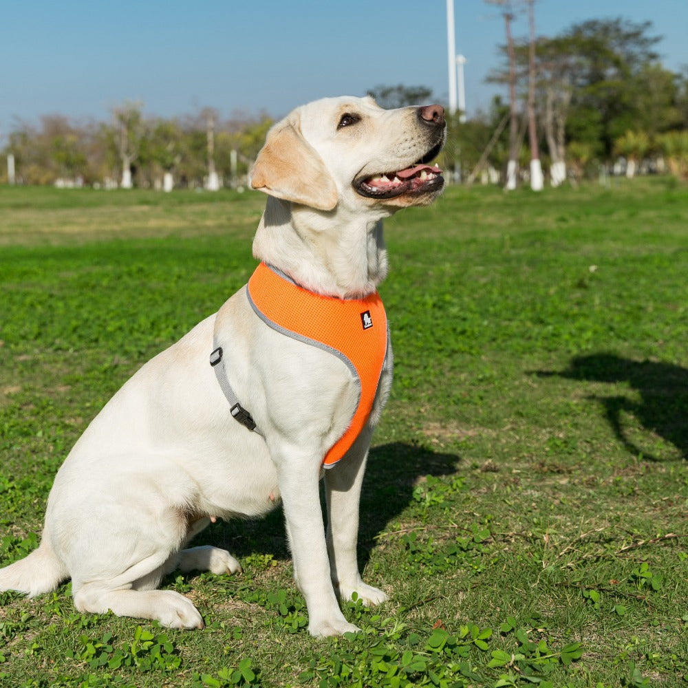 Hundegeschirr aus softem Air Mesh