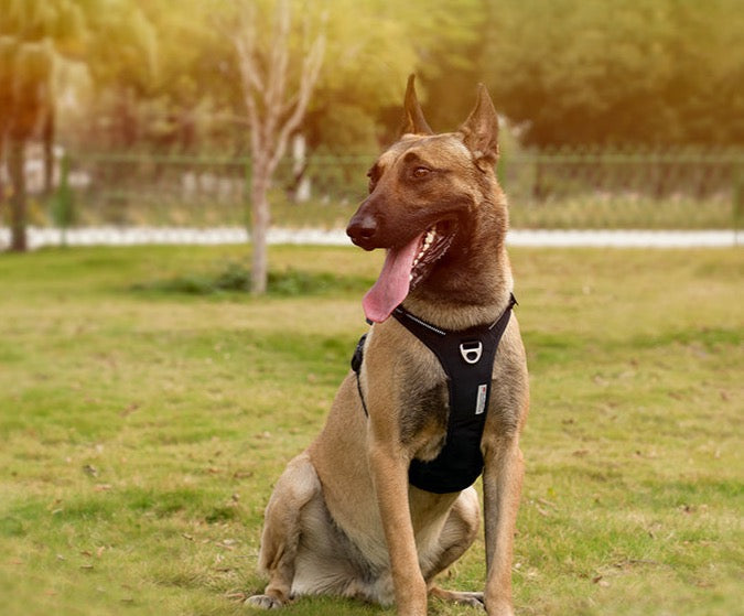 True love Reflektierendes Hundegeschirr Nylon reflektieren des Hunde geschirr einstellbar komfortable Steuerung Step-In brillante truelove tlh5654, Hundegeschirr mit 3M Reflexion - Sonderedition