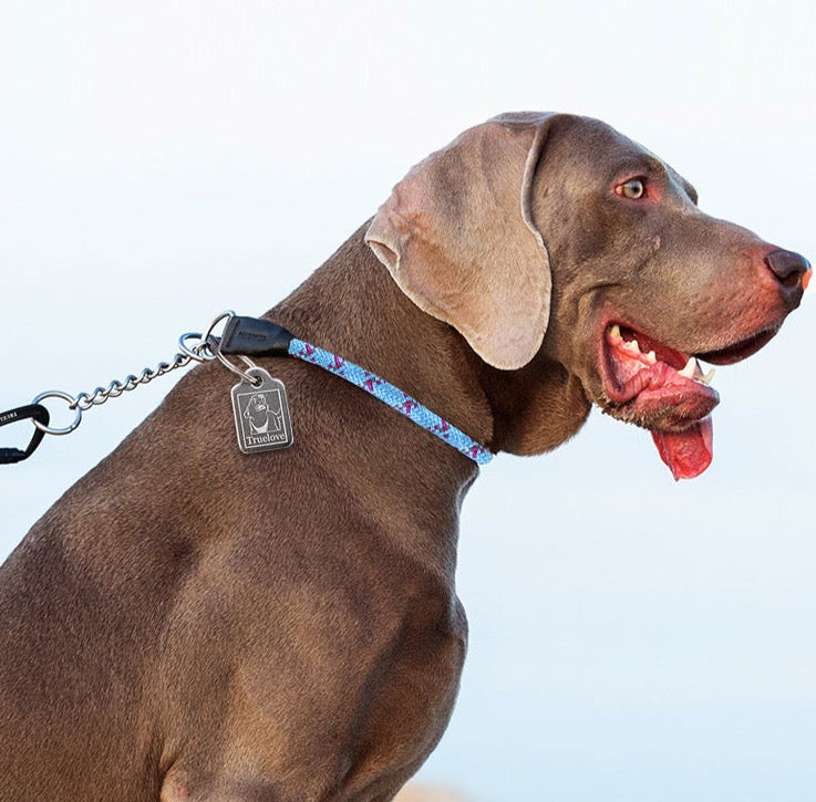 Reflektierendes Hundehalsband mit Kettenzugstop V3.0