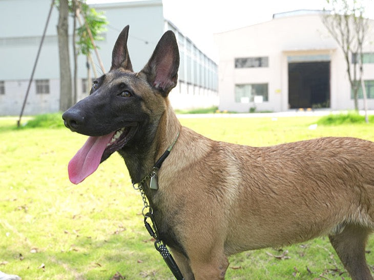 Reflektierendes Hundehalsband mit Kettenzugstop V3.0