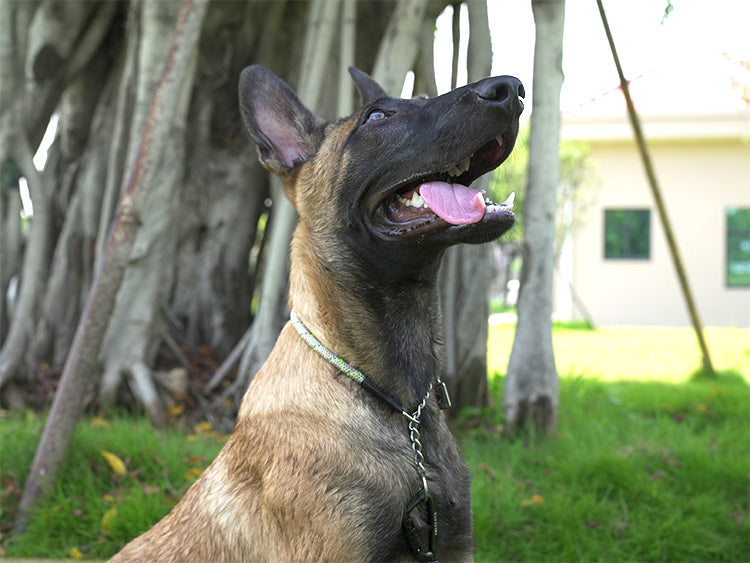 Reflektierendes Hundehalsband mit Kettenzugstop V3.0
