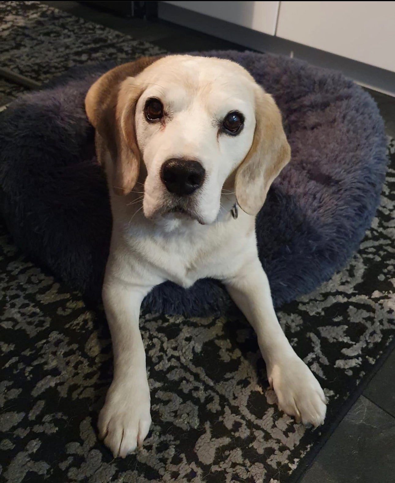 Super flauschiges Hundebett