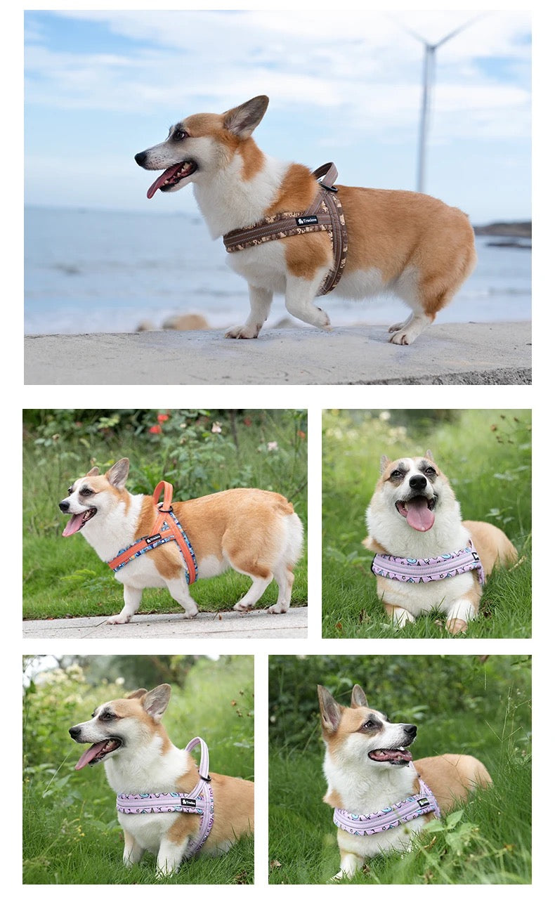 Norwegergeschirr Limited Sommer Edition aus softem Air Mesh True Love for dogs