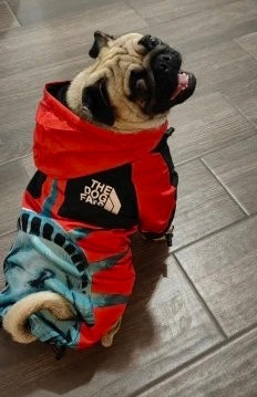 Wasserdichte Hundejacke mit Kapuze „Freiheitsstatue“