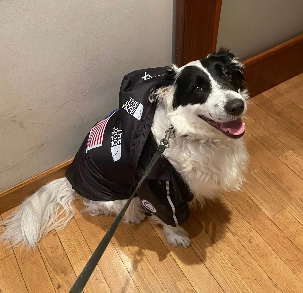 Wasserdichte Hundejacke mit Kapuze „Space Edition“