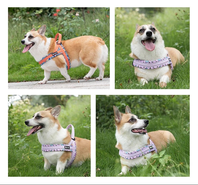 Norwegergeschirr Limited Sommer Edition aus softem Air Mesh True Love for dogs