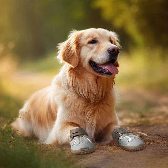 Hundeschuhe "Bellao" für ultimativen Komfort und Schutz