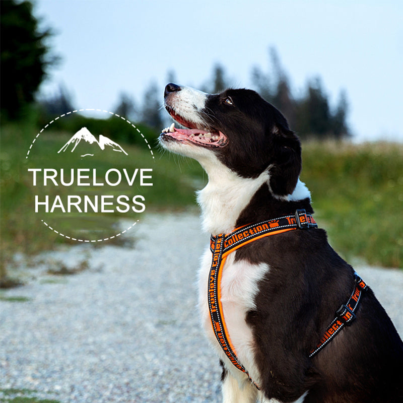 "TRUE LOVE COLLECTION" Sportliches Hundegeschirr