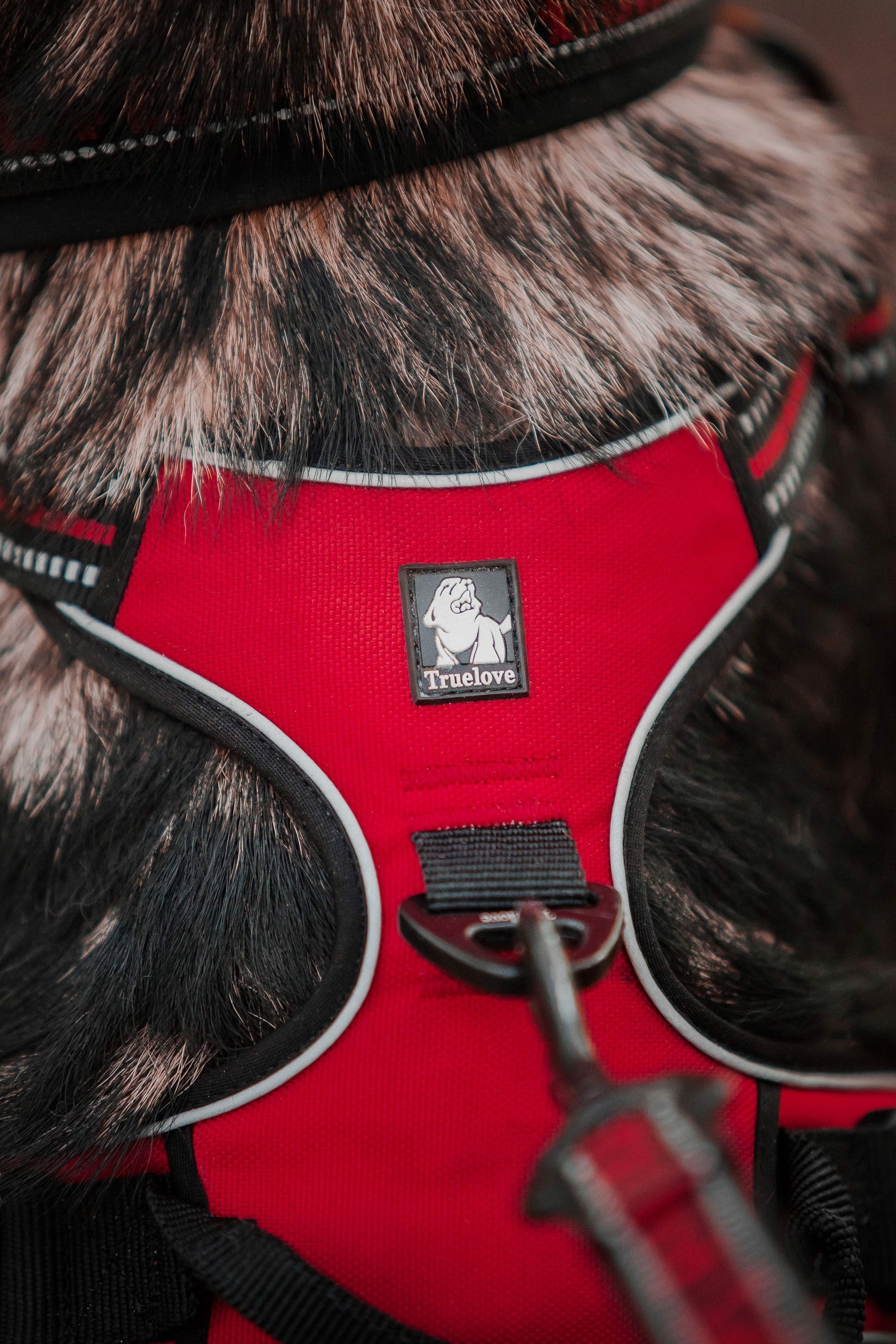 Hundegeschirr mit 3M Reflexion Hundegeschirr Dubai Edition True love