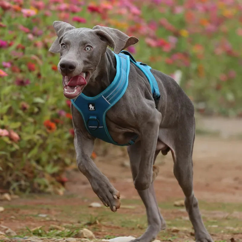 Sportliches Hundegeschirr mit 3M Reflexion True Love for Dogs