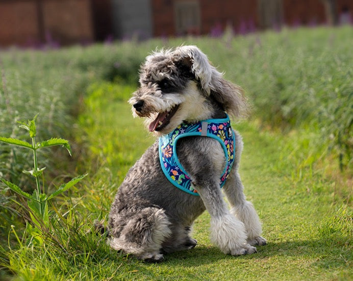 Hundegeschirr Limited Sommer Edition