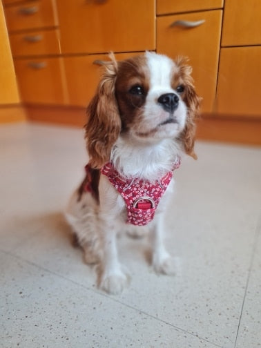 Premium Hundegeschirr Flower Spring "POPPY RED" Limited Edition mit 3M Reflexion true love for dogs