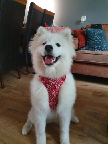 Premium Hundegeschirr Flower Spring "POPPY RED" Limited Edition mit 3M Reflexion true love for dogs