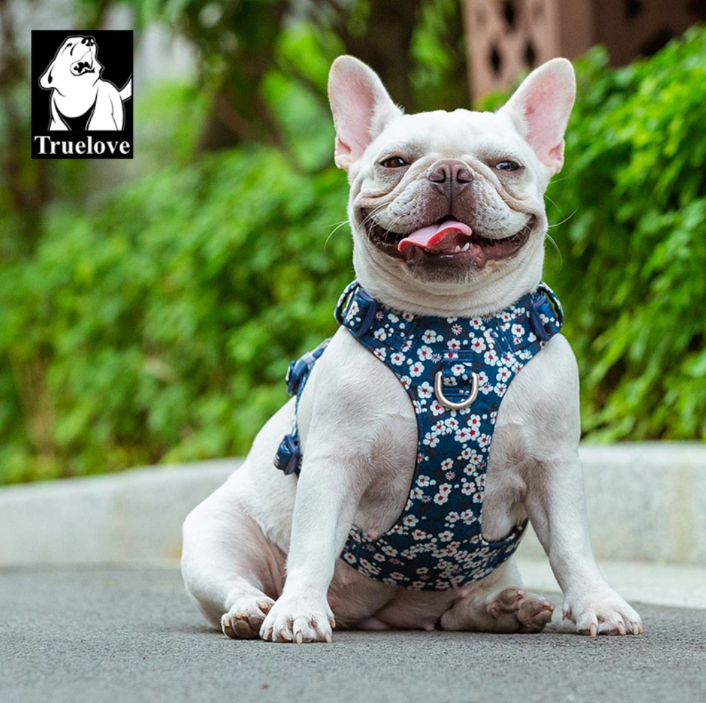 Premium Hundegeschirr "SAXONY BLUE" Flower Spring 2