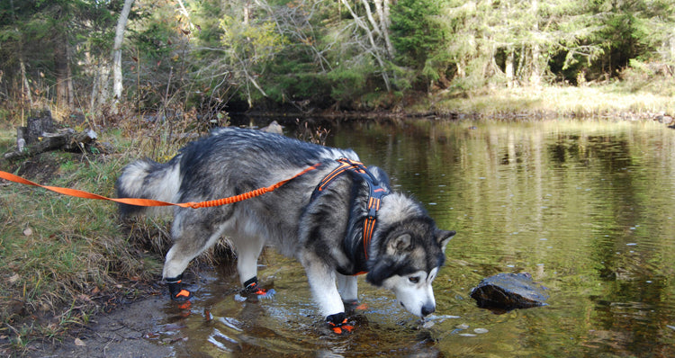 Wasserfesten Hundeschuhe "V2"