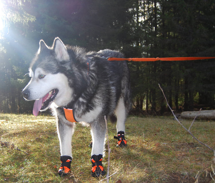 Wasserfesten Hundeschuhe "V2"
