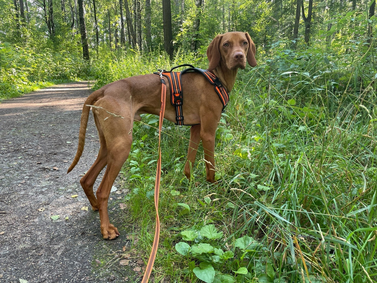Sportliches Hundegeschirr mit 3M Reflexion True Love for Dogs