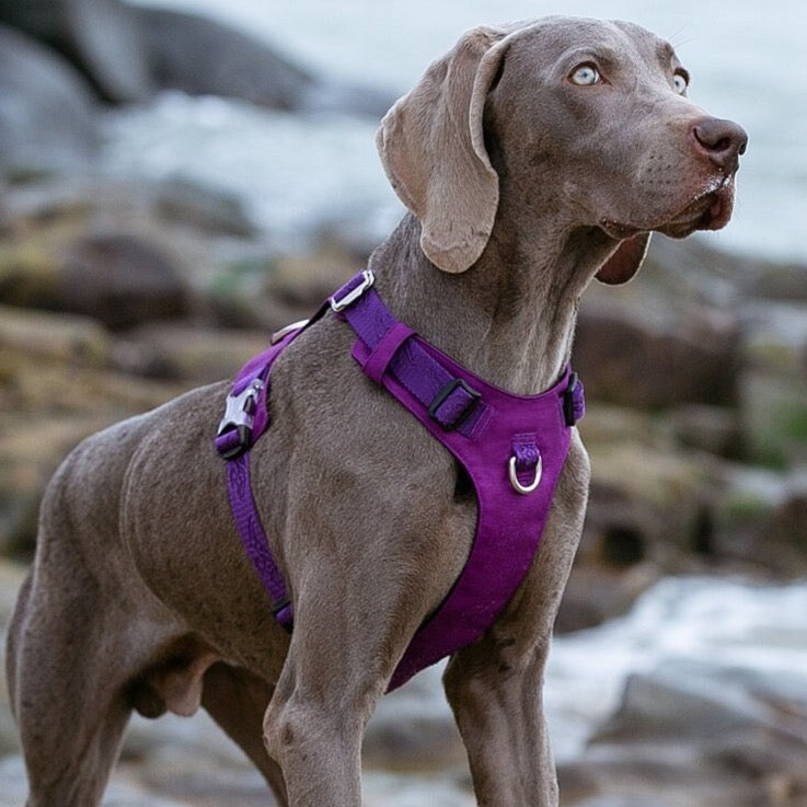 Ultraleichtes Hundegeschirr Cordura True Love for Dogs Hundegeschirr_Wanderung Hundegeschirr_sicher Hundegeschirr_Reiten Hundegeschirr_reflektierend Hundegeschirr_günstig Hundegeschirr_bestseller Hundegeschirr_Autofahrt Hundegeschirr_3m_reflektiert funktional_dog_harness dog_harness_bestselling dog_harness 3M_reflektion