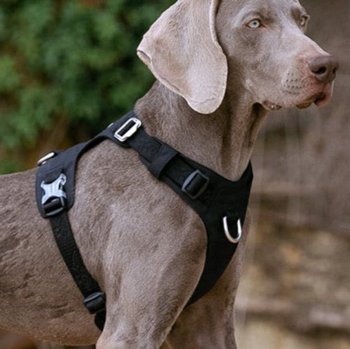 Ultraleichtes Hundegeschirr Cordura True Love for Dogs Hundegeschirr_Wanderung Hundegeschirr_sicher Hundegeschirr_Reiten Hundegeschirr_reflektierend Hundegeschirr_günstig Hundegeschirr_bestseller Hundegeschirr_Autofahrt Hundegeschirr_3m_reflektiert funktional_dog_harness dog_harness_bestselling dog_harness 3M_reflektion
