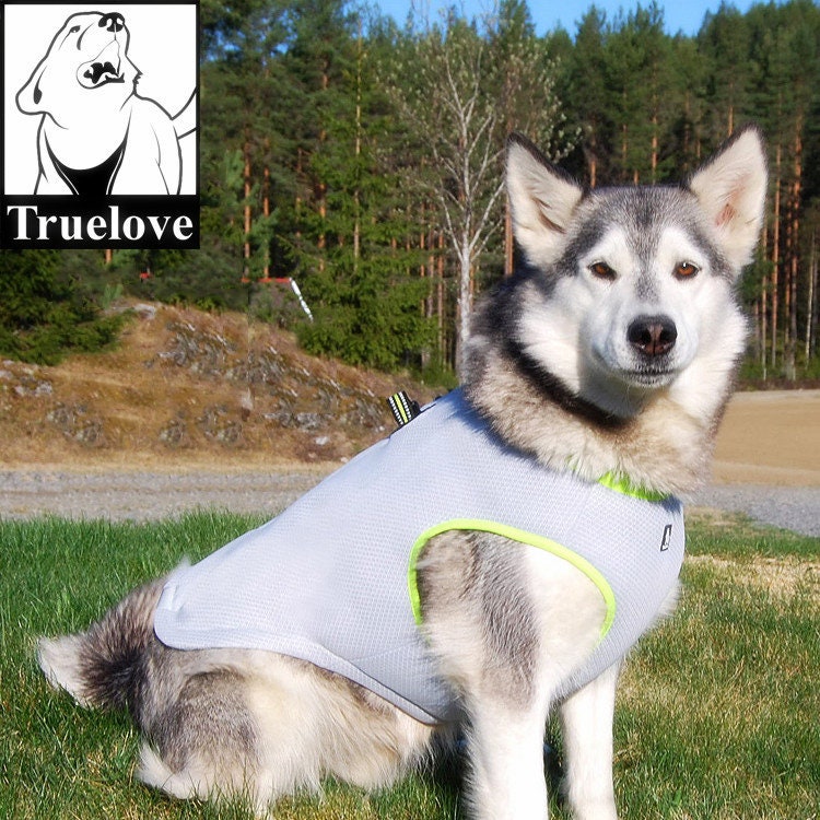 kuehlende Hundeweste Hund trägt kühlende Weste für den Sommer – atmungsaktiv, leicht & verstellbar für optimalen Schutz vor Hitze