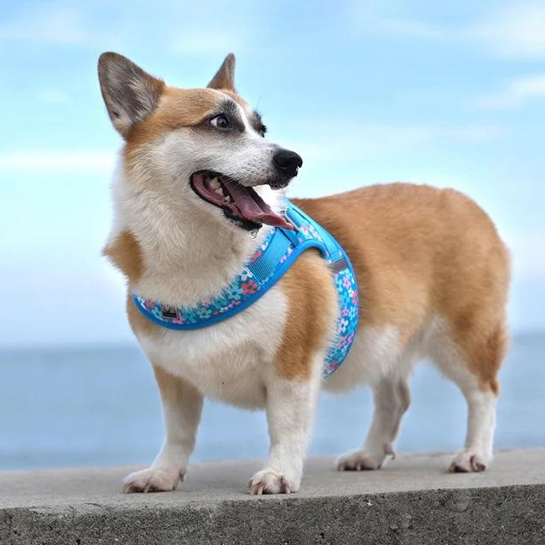 Endless Summer – Sommerlicher Style für deinen Hund