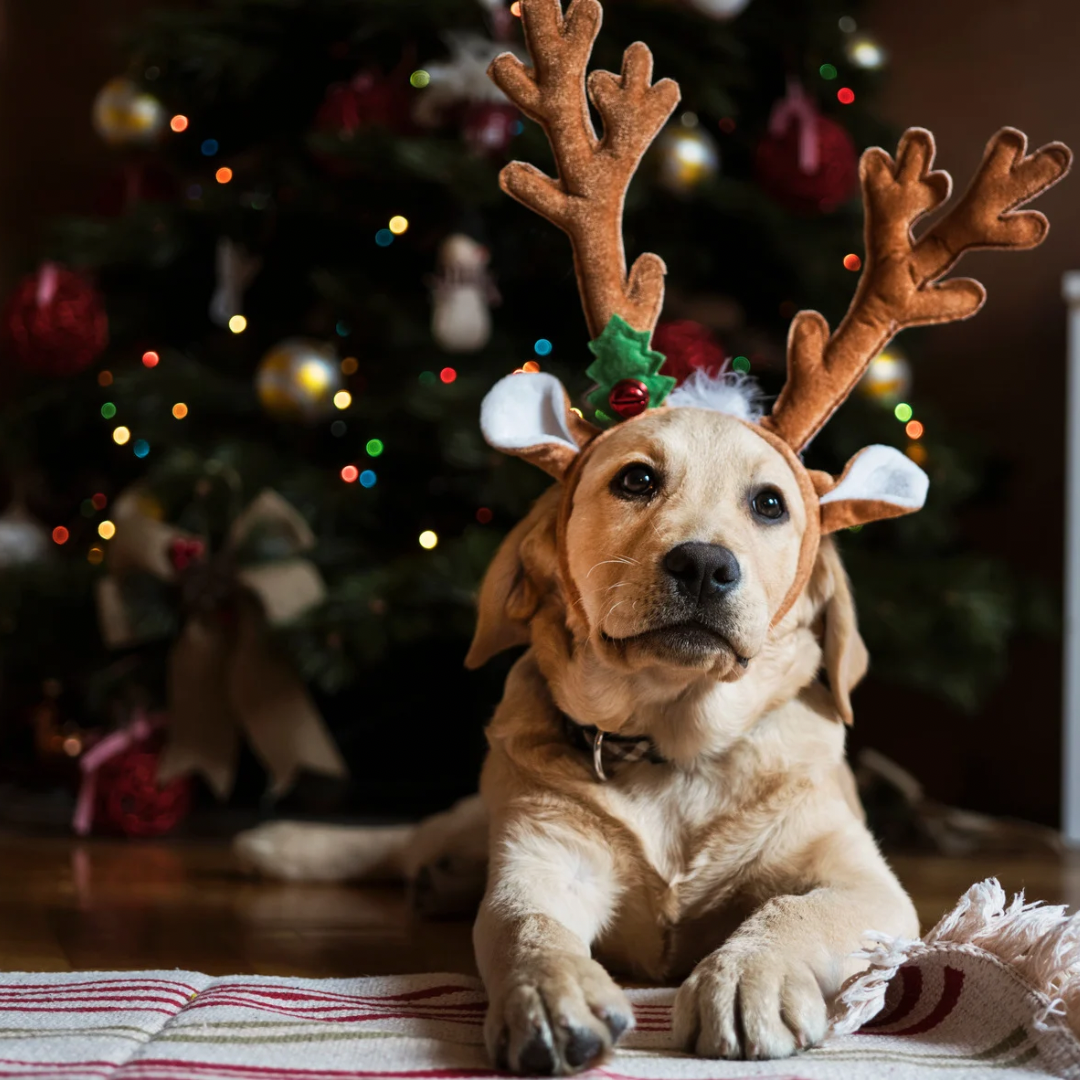 Frost Elegance – Stilvoll durch die Winterzeit