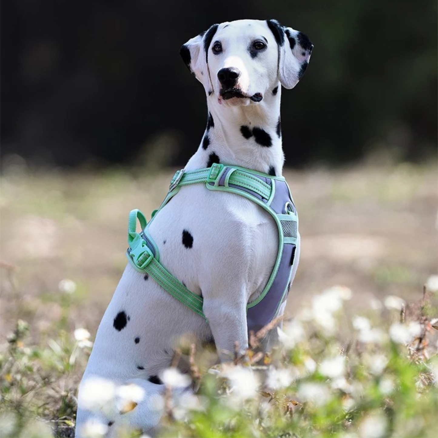 Hundegeschirr mit 3M Reflexion - Cordura®