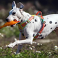 Hundegeschirr mit 3M Reflexion - Cordura®