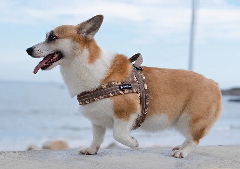 Norwegergeschirr Limited Sommer Edition aus softem Air Mesh True Love for dogs 