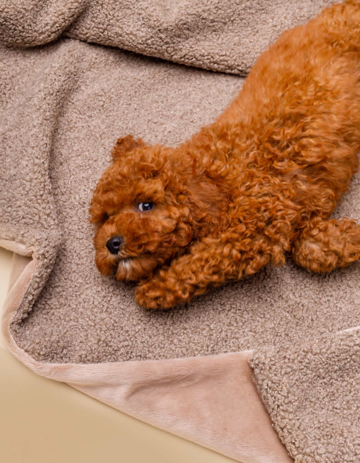 Kuscheldecke MINKY gemütlich und umweltfreundlich aus recycelten PET