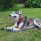 Sportliches Hundegeschirr mit 3M Reflexion True Love for Dogs