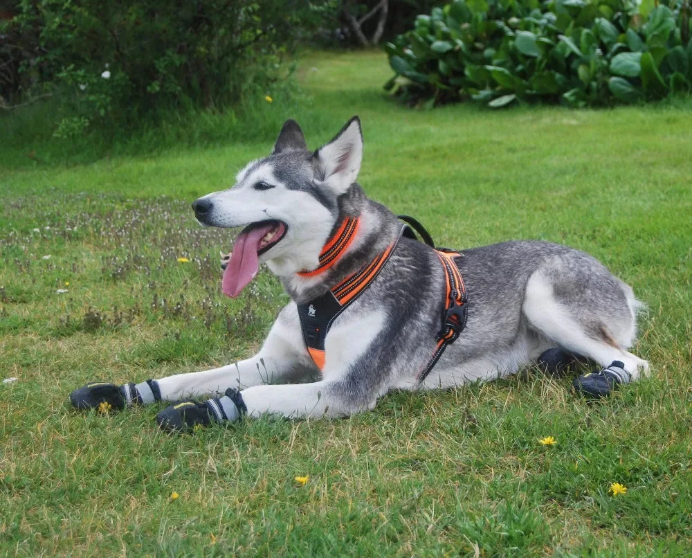 Sportliches Hundegeschirr mit 3M Reflexion True Love for Dogs