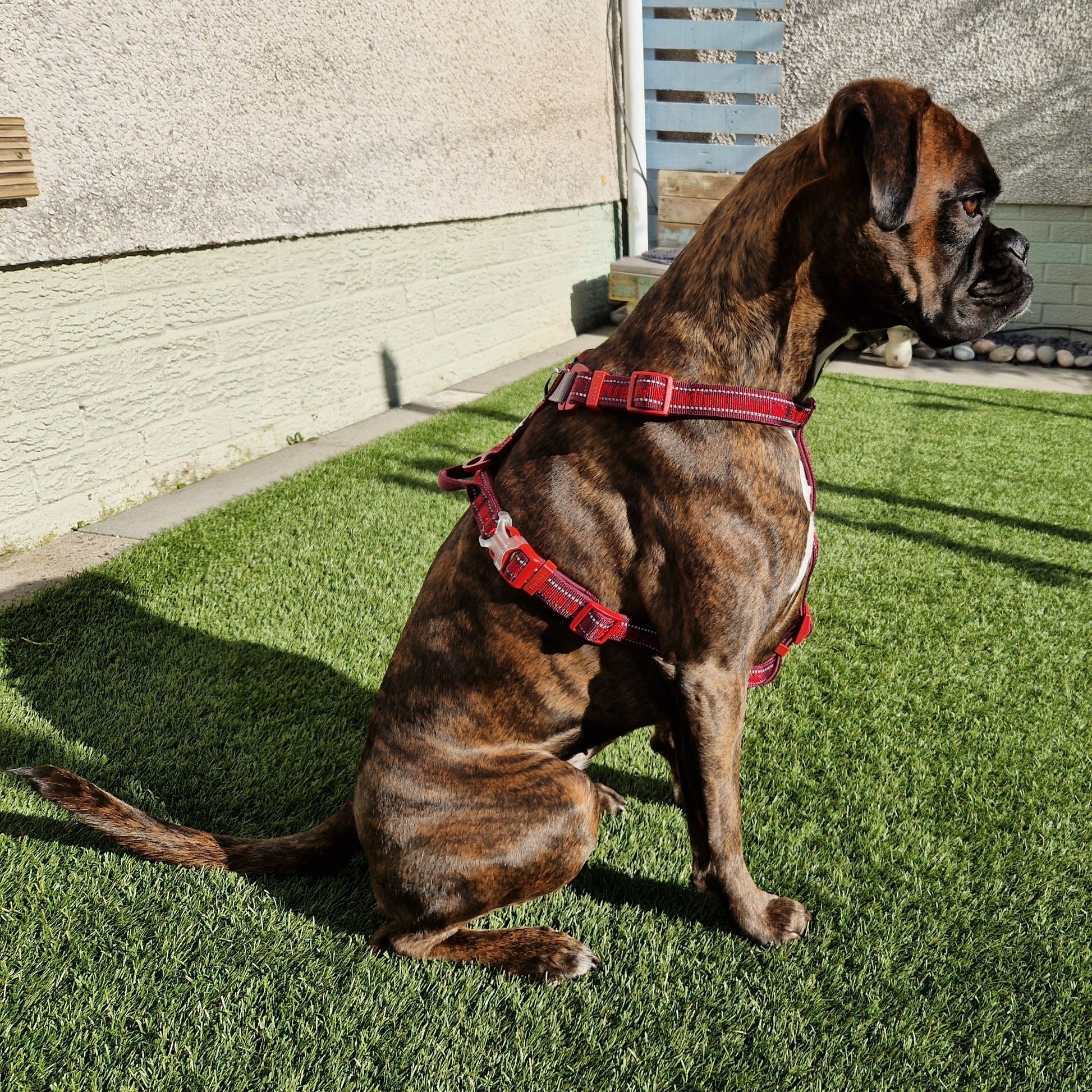 "TRUE LOVE COLLECTION" Sportliches Geschirr - Komfort, Funktionalität 