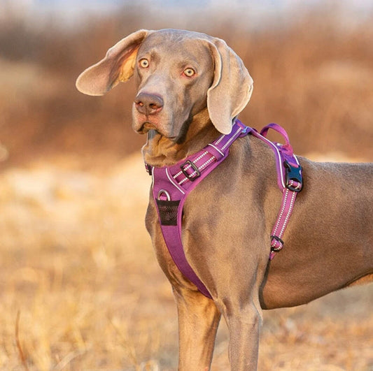 Hundegeschirr mit 3M Reflexion