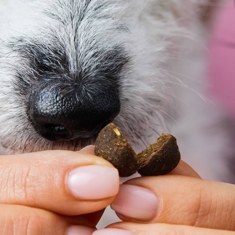 Z-Snack - Gesunder natürlicher Schutz von Tierliebhaber