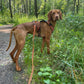 Sportliches Hundegeschirr mit 3M Reflexion True Love for Dogs