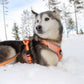 Sportliches Trainings Hundegeschirr rundum Reflektierend