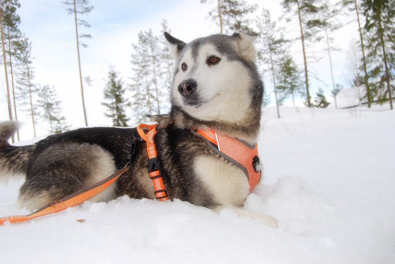 Sportliches Trainings Hundegeschirr rundum Reflektierend